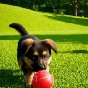 Lucky Pups Ball Hunt Competition with Lucky Pup Prizes